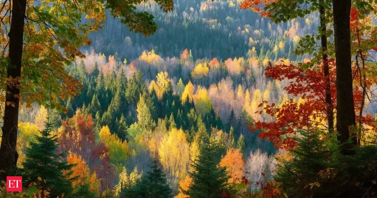 Why Leaves Change Colour in Autumn: What’s Really Happening Biochemically?