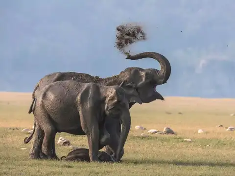 Elephant Safaris and Diverse Wildlife