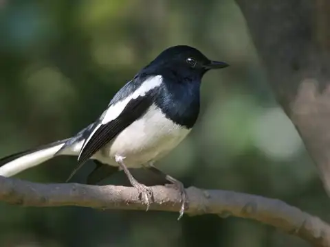 An Avian Symphony of 600 Species