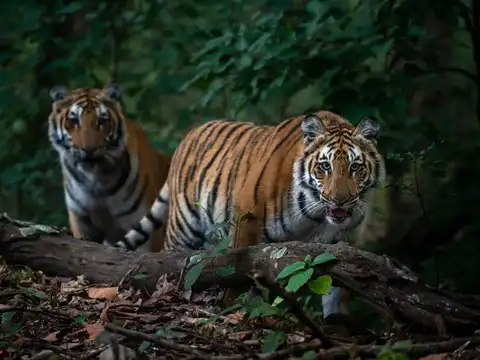 Rare Night Stays Inside the Forest Reserve