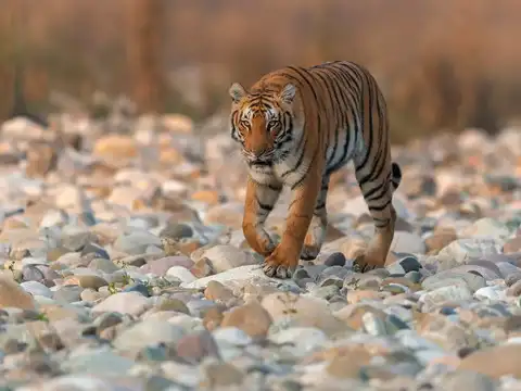 Unrivaled Royal Bengal Tiger Sightings