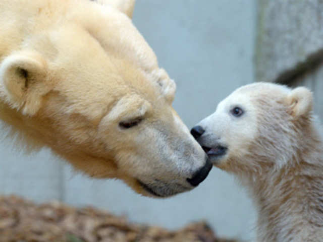 Polar bear Anori plays at the zoo in Wuppertal, western Germany, with her mother Vilma