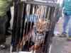 Straying tiger trapped near Lucknow