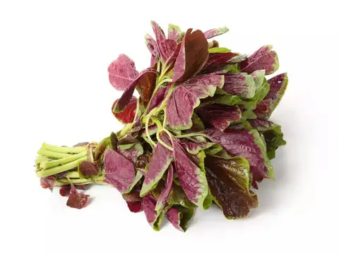 Amaranth (Rajgira) &mdash; The Ancient Complete Grain