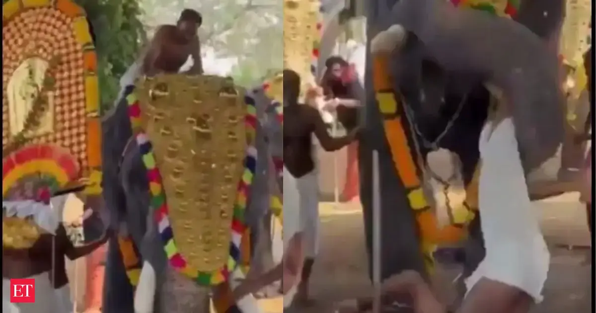 Elephant picks up, throws man during Valiyavilakku festival procession ...