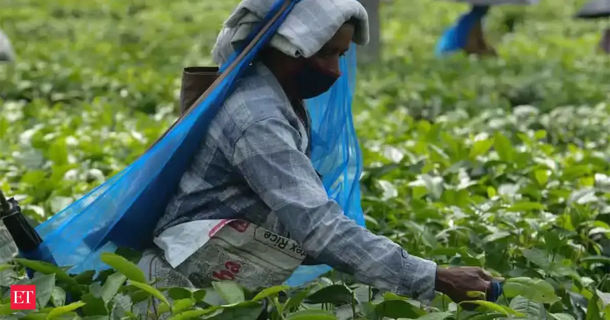 Assam cabinet nod to hike tea garden wages by Rs 30 ahead of polls