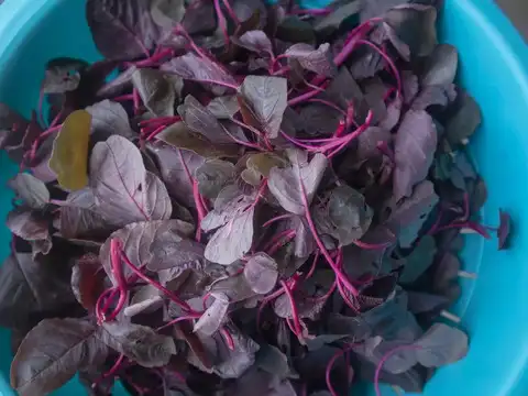 Amaranth (Rajgira) 