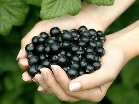 Blackcurrants &mdash; The Deep Purple Protector