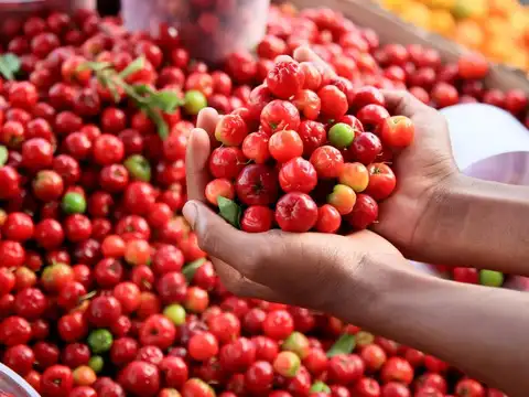 Acerola Cherries &mdash; The Red Radiance Booster