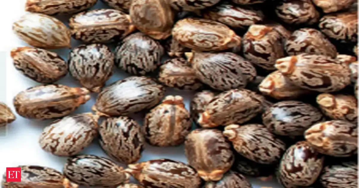 India's castor seed production surges 11% to 17.6 lakh tonnes for 2025-26