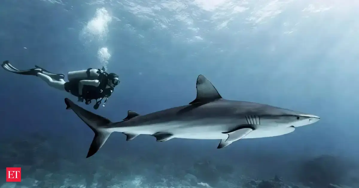 Why Sharks Swim Beside Divers but Rarely Attack: What the Research Shows