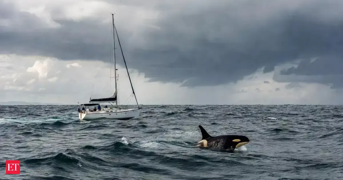 Why Do Orcas Spare Some Boats but Damage Others? Researchers Track the Pattern
