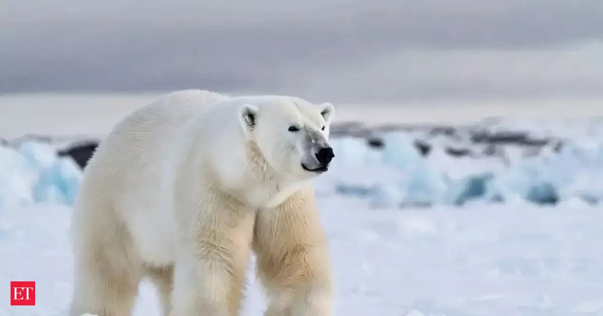 Why Don’t Polar Bears Slip on Ice? The Paw Adaptation Revealed