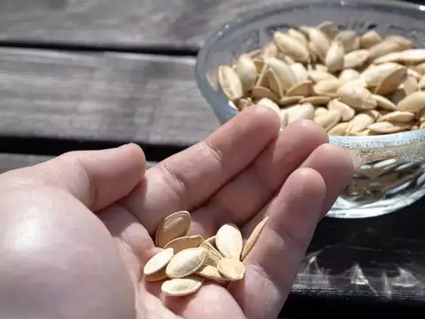 Pumpkin Seeds (Kaddu ke Beej) &mdash; The Zinc Mine