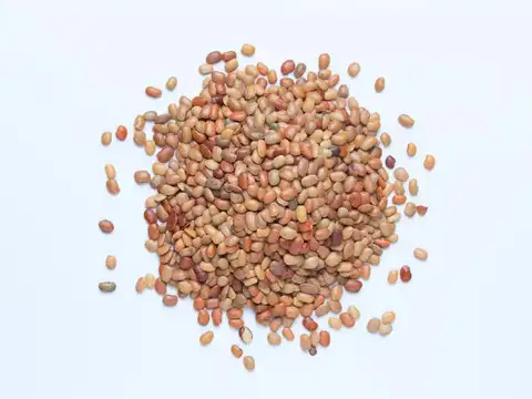 Horse Gram (Kulthi Dal) &mdash; The Hardiest Pulse