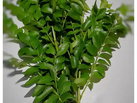 Curry Leaves (Kadi Patta) &mdash; The Lipid Manager