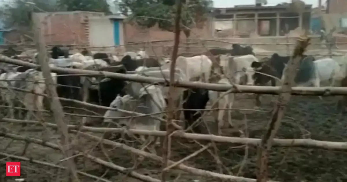 Uttar Pradesh govt to install biogas plants in 300 cow shelters