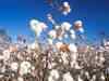 Decision on fresh cotton exports likely today