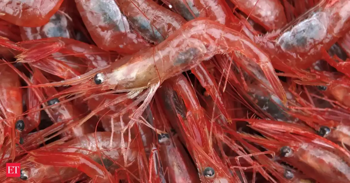 India's shrimp exports surge past Rs 50k crore amidst US tariff challenges