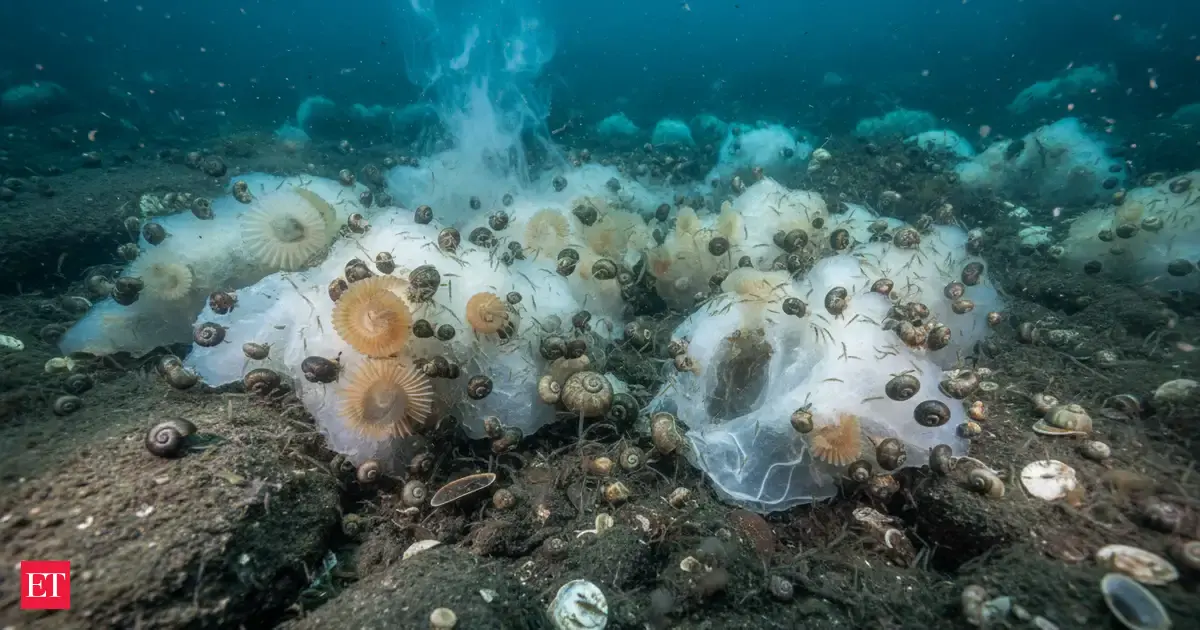Beneath the Greenland Sea, Frozen Methane Towers Hide an Entire Ecosystem: How Do Creatures Survive Here?
