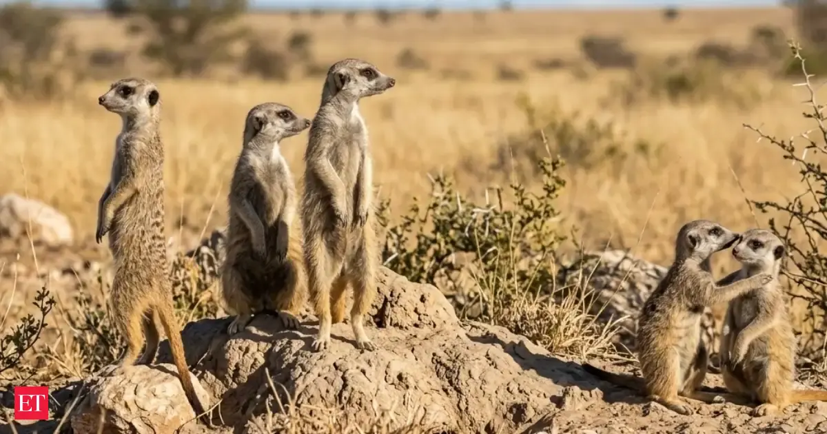 Scientists Studying Cooperation Discovered Something Surprising About Animal Memory