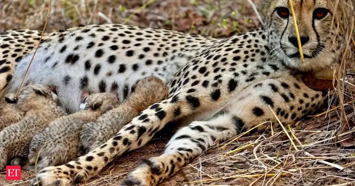 Cheetah comeback! India’s big cats revival hits milestone
