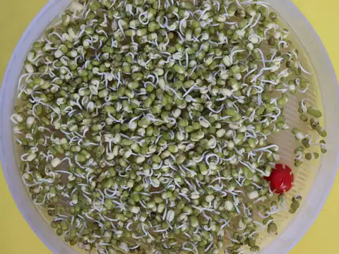 Sprouted Moong and Chickpea Salad