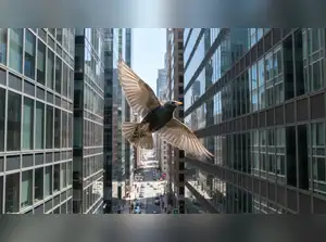 How Urban Life Is Forcing Birds to Evolve: Wing Shapes, Flight Skills ...