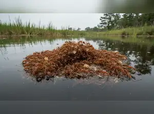 Why Fire Ants Build Entire Colonies as Waterproof Rafts: An ...