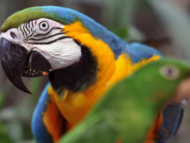 A parrot and a macaw rescued from wild animals traffickers