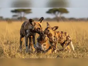 Why Some Animals Live Alone While Others Form Complex Societies: The Genetic Factor