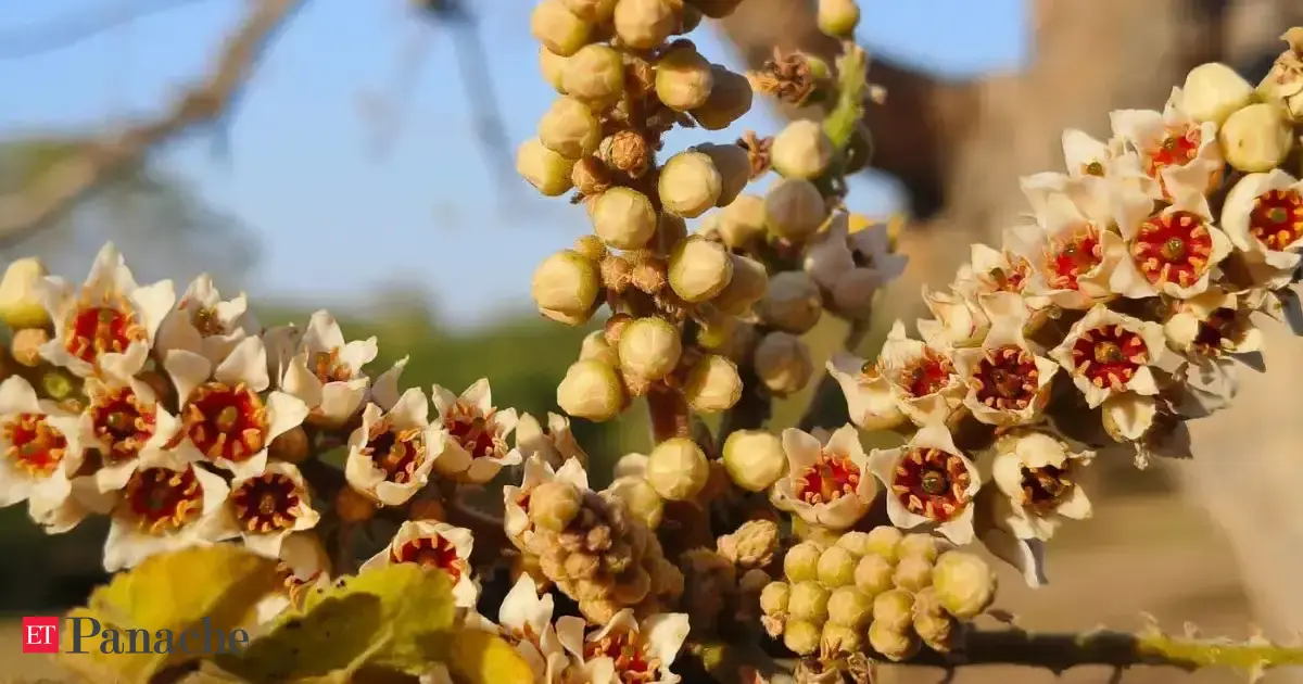 Doctor spots a rare fragrant tree in Gurgaon park. Indian Forest Officer links it to matchsticks from old days. Here's why