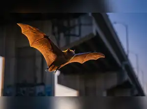 Why Thousands of Bats Took Over a Bridge in Austin… And Why the City ...