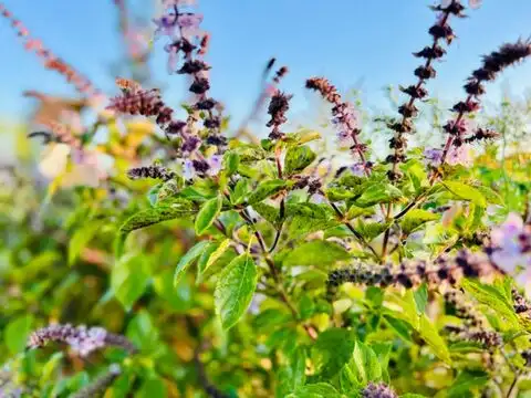 Tulsi (Holy Basil) Tea &mdash; The Respiratory Tonic