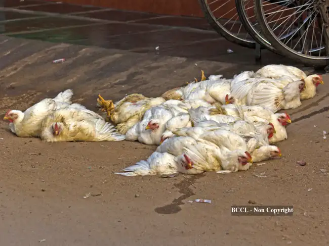 Kerala bird flu scare: Nearly 6,000 birds to be culled from March 21 ...
