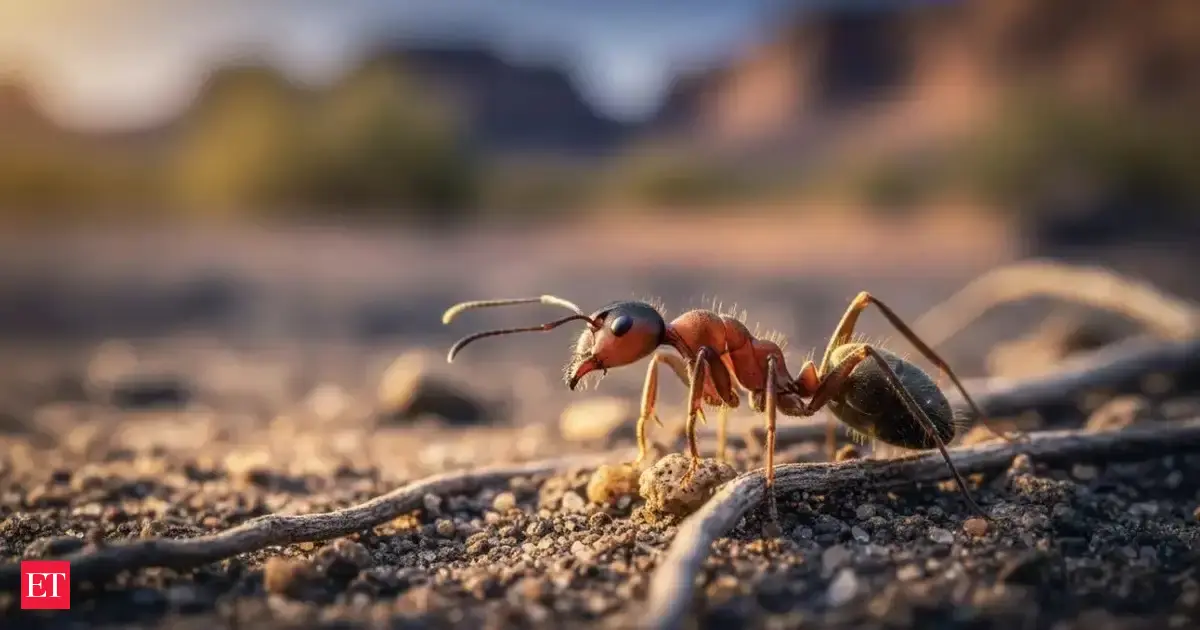 Ant Trails Look Random, Until You See What They’re Really Building ...