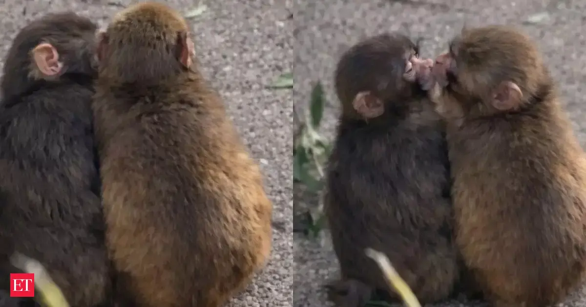 Punch the viral baby monkey finds 'girlfriend' at Japan Zoo. Watch their viral cute cuddling video
