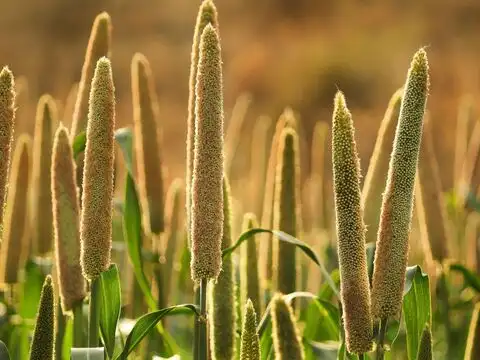 Bajra (Pearl Millet) and Moong Khichdi