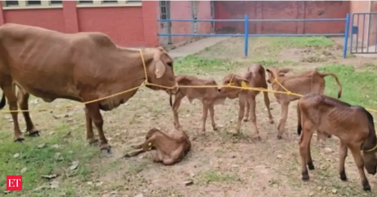 ICAR–IVRI achieves breakthrough in Sahiwal breeding using advanced reproductive technologies