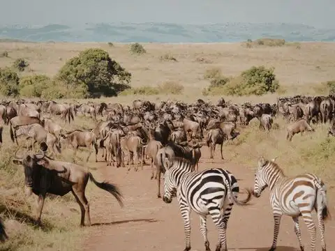 Maasai Mara National Reserve