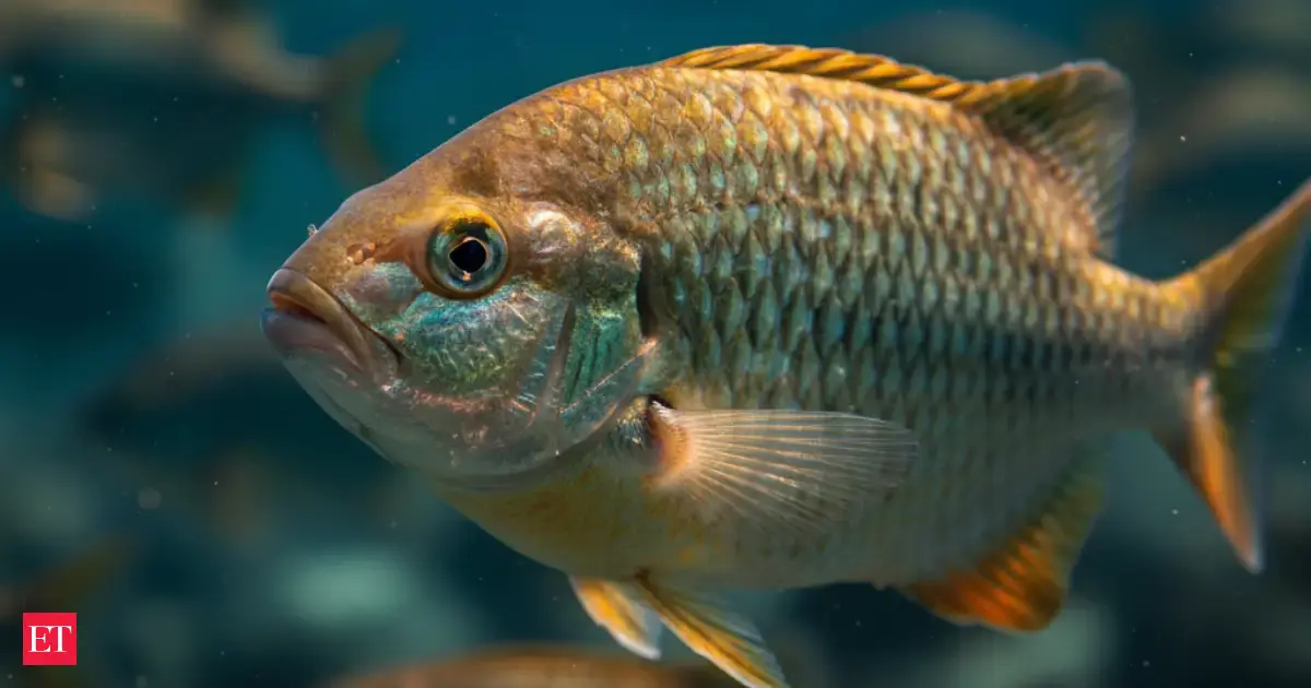 How Do Thousands of Fish Turn at Once Without a Leader? Science Says It’s Stranger Than It Looks