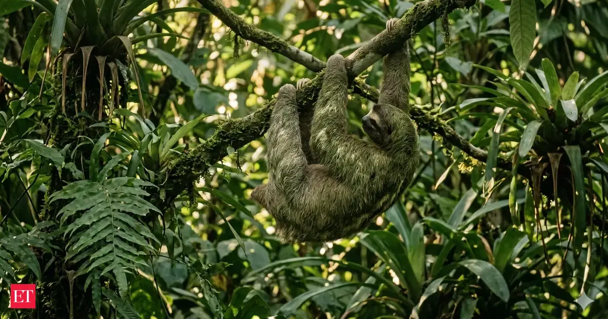 Why Moving Slowly Helps Sloths Survive in the Wild - The Economic Times
