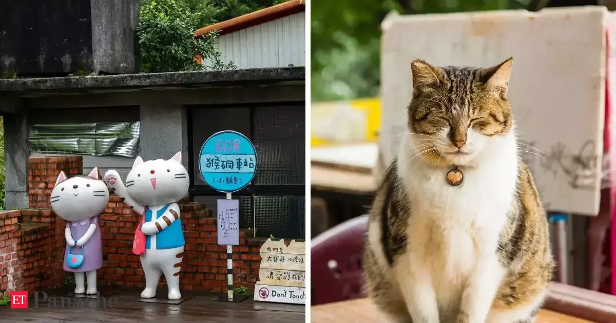Cats have turned the place into a tourist destination. They welcome you at railway station, play with you during your stay, and accompany you to cafes