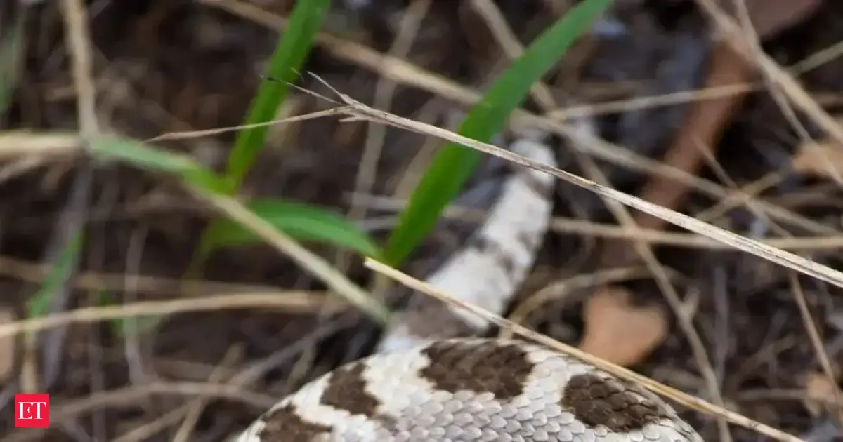 Why Rattlesnakes Wiggle Their Tails Like Worms Instead of Staying Still