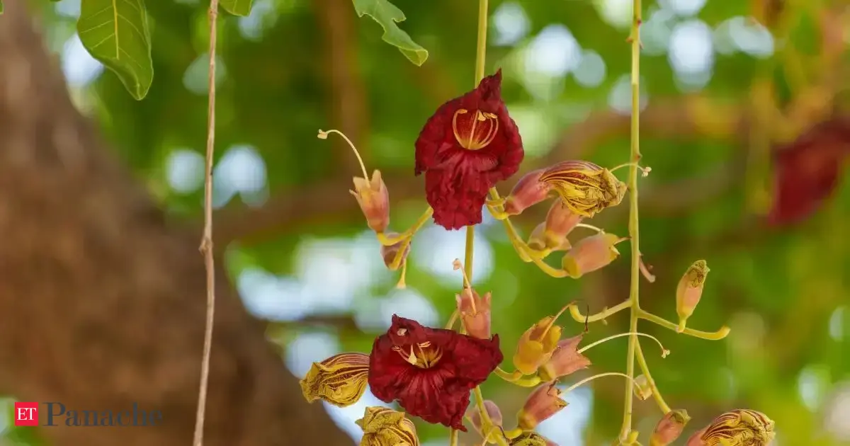 IFS officer spots African tree in India, its unusual name sparks memories of Delhi’s Sunder Nursery. The trees seeds are loved by rhinos and hippos