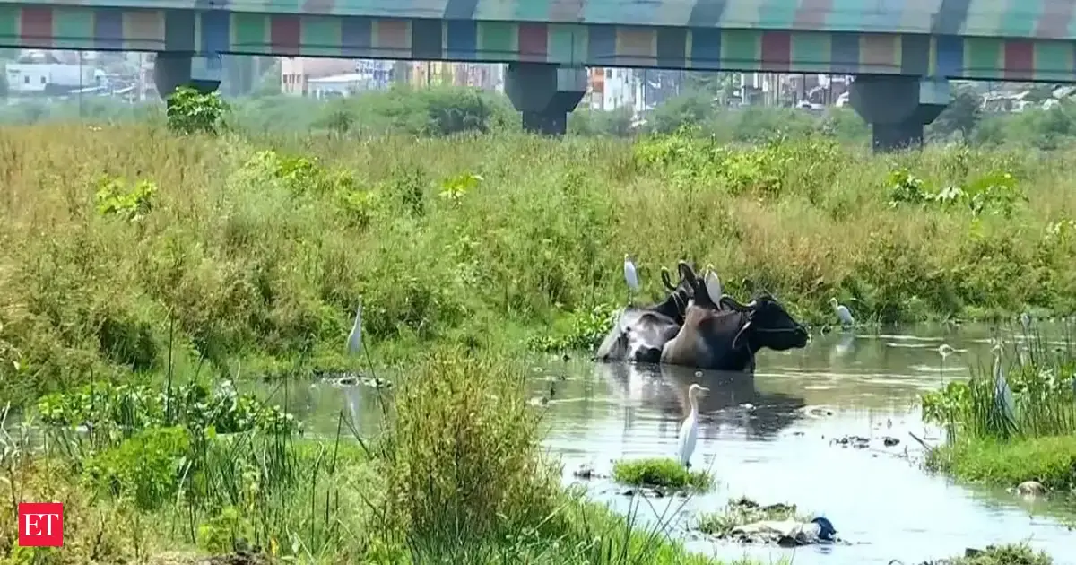 Madurai residents demand Vaigai river restoration ahead of Tamil Nadu Assembly polls