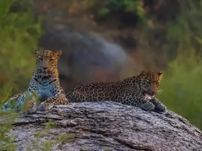 Jawai Leopard Reserve, Rajasthan
