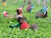 Assam tea estates face labour shortage as absenteeism tops 50%