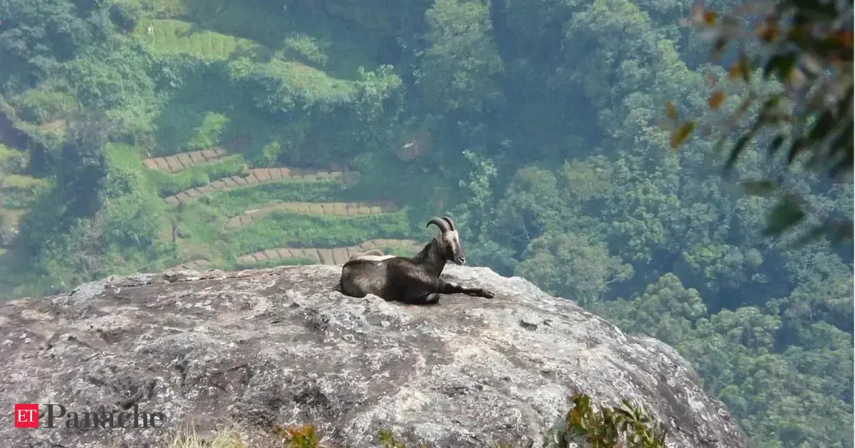 10-hour drive from Bengaluru, national park is reopening this week where you can spot the endangered Nilgiri Tahr