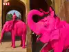 Who is Julia Buruleva? Russian photographer under fire over &lsquo;pink elephant&rsquo; photoshoot in Jaipur